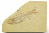 Detailed Fossil Fish (Knightia) - Wyoming #363866-1